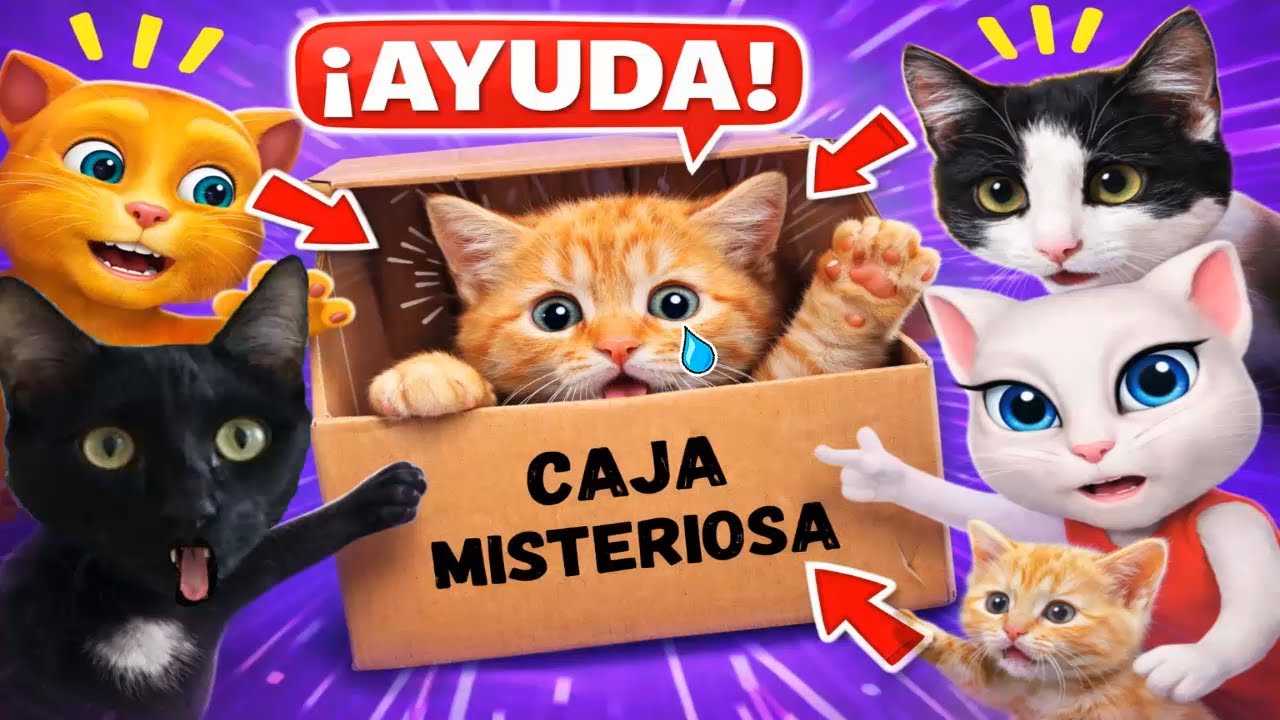 AY MI GATITO MIAU MIAU ATRAPADO en la CAJA MISTERIOSA DE TALKING TOM Y AMIGOS en la vida real | DIY