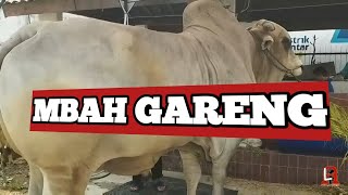 MBAH GARENG SAPI 1,1 TON UP|| FULL PROSES PENYEMBELIHAN SANG LEGENDA