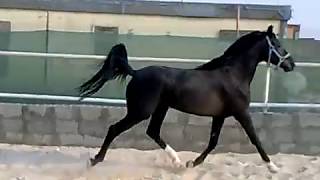 المشهر حصان عربي أسود المشهر حصان عربي أسود