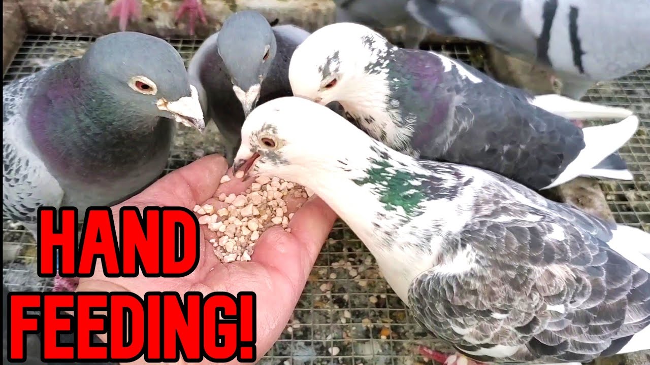 Pigeons Fly Together Hand Feeding Grit YouTube