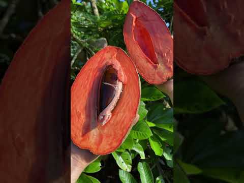 Video: Growing Mamey Fruit - Lär dig om skötseln av Mamey-äpplen