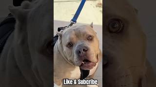 Download Lagu Mijn kampioen pestkop ￼ MP3