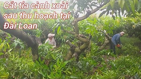 Cắt tỉa cành xoài sau thu hoạch tại Đài Loan