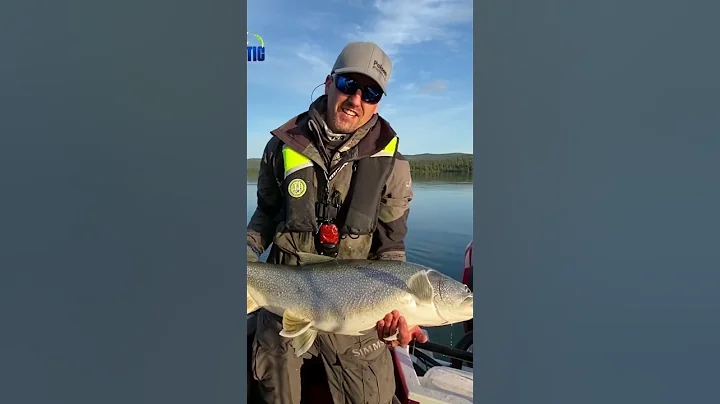 Giant Lake Trout - Great Slave Lake - Northwest Territories  #shorts