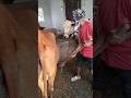 subscribe karo 🙏⚜️🥰 #viral #youtubeshorts #funny #farming #animals #dairyfarm #pleasesubscribe