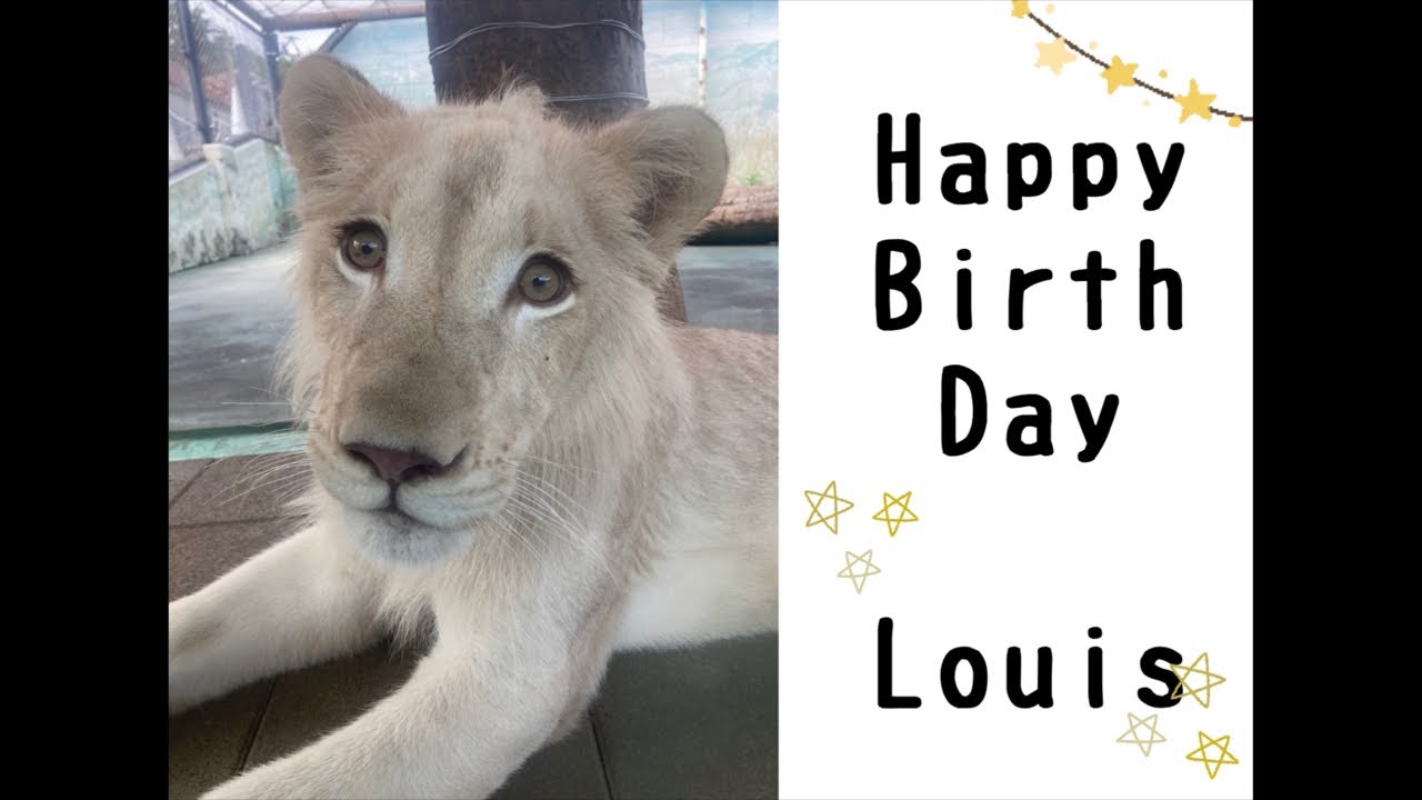 ホワイトライオン　ルイ君　1歳の誕生日会Live🎂