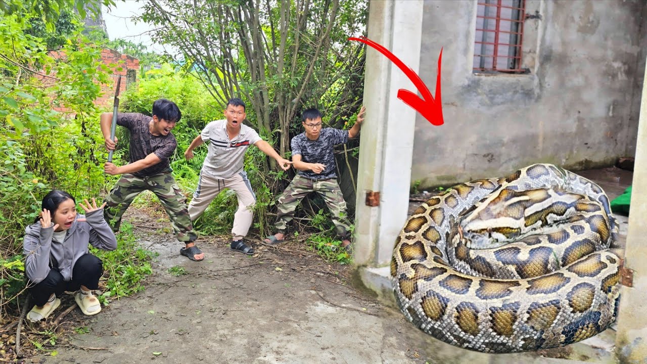 king python89 | brave hunter catches giant pythons,... Brave Expert Catch Giant Pythons And 100 Cobras To Rescue Young Girl ...