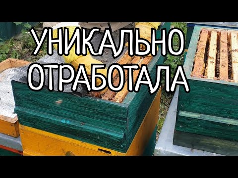ДИАФРАГМА ДЮКАРЕВЫХ РУЛИТ, СУПЕР ПОКАЗАТЕЛИ.