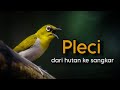 Menelisik Ancaman Kepunahan Burung Pleci: Antara Hobi dan Konservasi