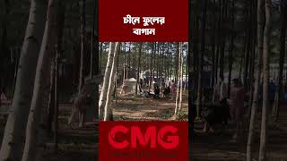 চীনে এই সময় মানুষ ঘুরতে যায় যেখানে #cribangla | CMG BANGLA