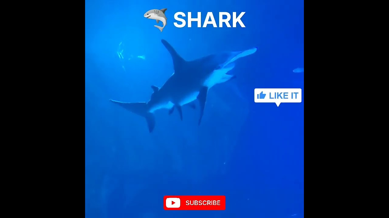 #Shark