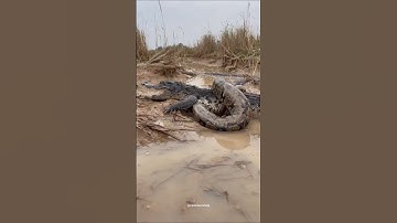 facts about pythons | amazing facts about python #pythonsnake #shorts