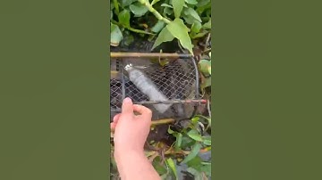 Khủng khiếp đặt lờ cá lóc dính đầy lờ cá lóc rô đồng không tin nổi  #locacaitien #fishing #bắtcálóc