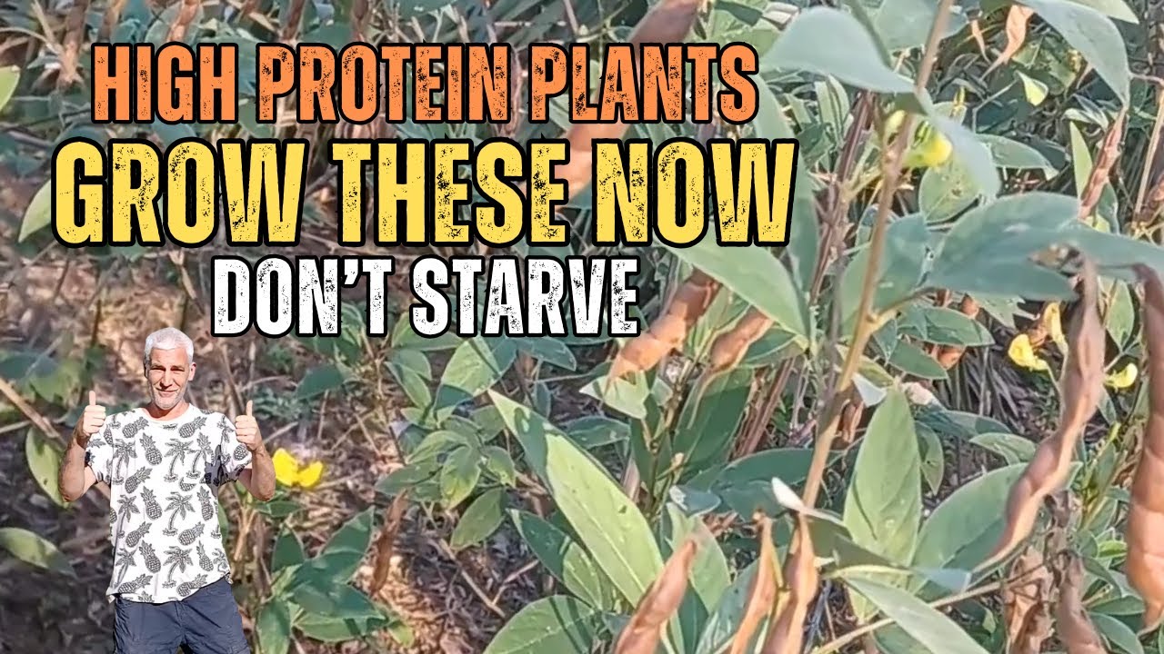 High Protein Plants For Deer