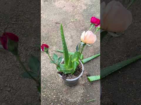 Video: What Is A Succulent Plant - Succulent Vs. Kaktus og andre sukkulente planteegenskaper