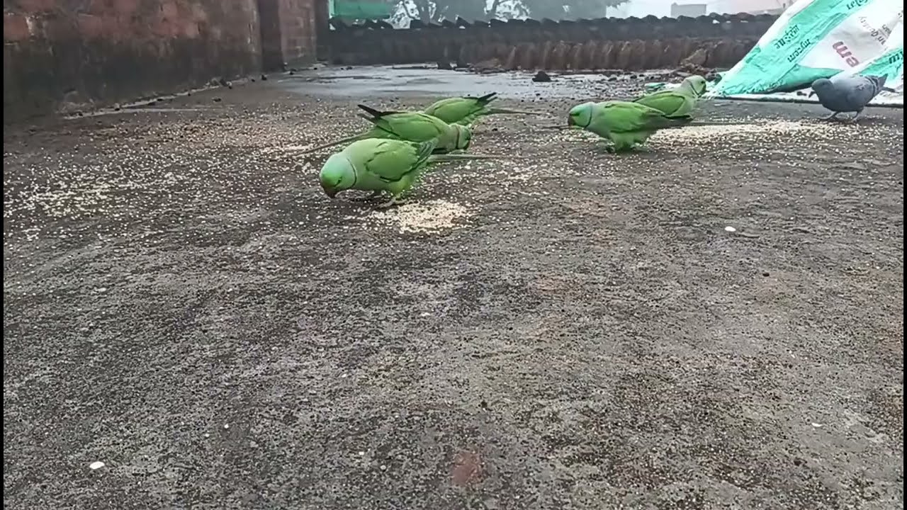 Real Bird 🕊️🕊️ 🐦🐦