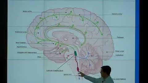 Advances in Non-Invasive Treatments for Age-Related Cognitive Decline with Sven Vanneste, PhD