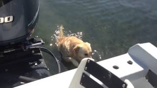 Dog pushing the boat