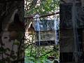 30.09.25. пополнила ближние кормушки для белочек и мелких птиц. Белочка ждала орехов, сидя на ветке
