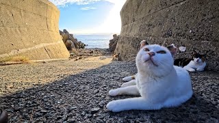 Joined the Sunset Cat Gathering by the Sea 🌅🐾 - YouTube