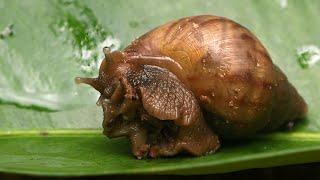 Snail Waking Up | Time Lapse screenshot 4