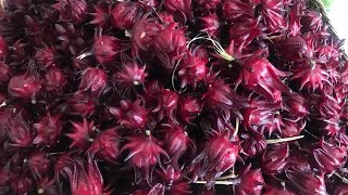 ម្ជូរល្មម Roselle