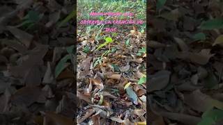 Árboles De Castañas. Chile