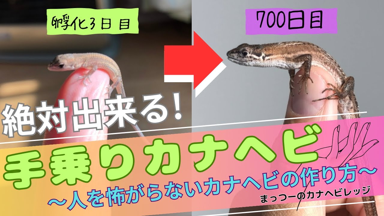 【人馴れカナヘビ育成法】誰でも絶対に出来る憧れの手乗りカナヘビ🦎〜繁殖個体の孵化から成体になるまで〜