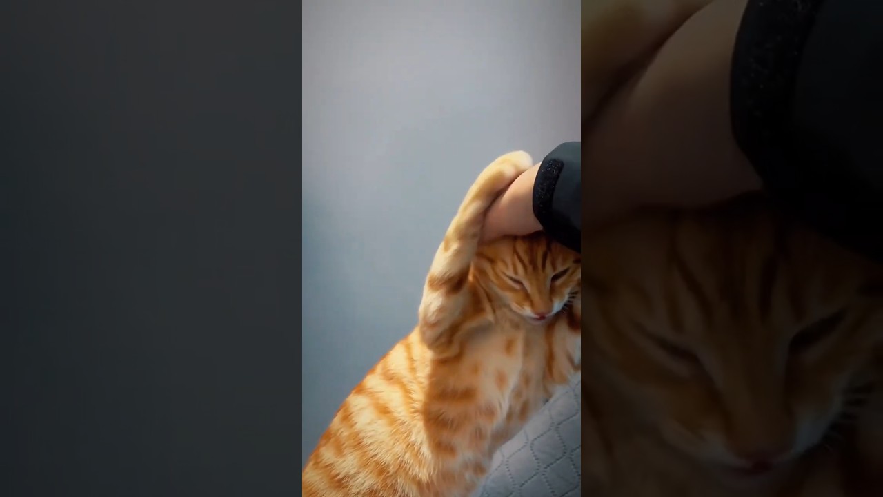 Gak Bisa Nolak Kucing Manja Seperti Ini!