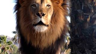Amazing Lion Roar up close!
