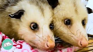 Friendly Opossums Ask People For Cuddles At Home Depot | Cuddle Buddies