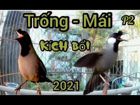 Khướu TRỐNG - MÁI (SIÊU KÍCH BỔI) . 60 PHÚT KÍCH BỔI THẢ GA