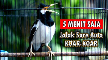 JALAK SUREN GACOR BIKIN JALAK IKUT BUNYI LANGSUNG BONGKAR ISIAN #jalaksuren