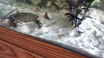 softshell turtle care