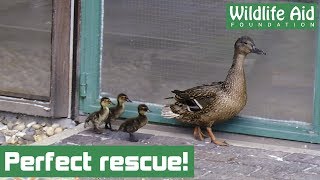 One chance for a perfect duckling rescue!