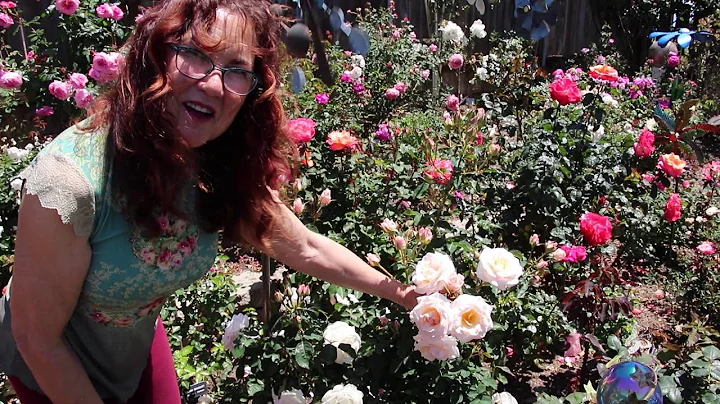 San Diego Rose Society Garden Tours: Ruth Tiffany