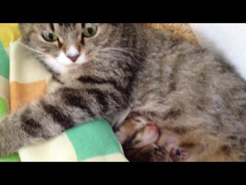 猫 かわいい イラスト 赤ちゃんを守る母猫 その2 Mother cat guarding the baby cat