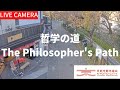 【LIVE】京都  哲学の道ライブカメラ（京都市観光協会公式）／The Philosopher’s Path, Kyoto Live camera