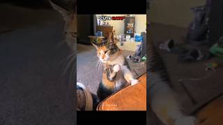 Cute Cats Compilation #cat #shorts #pets