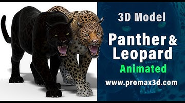 Animated Panther And Leopard 3D Models | PROmax3D