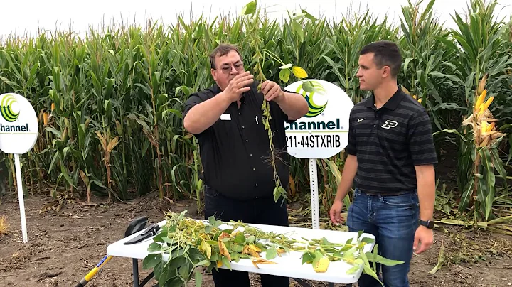 Part 3 Soybean in row spacing  Ken Sauder Precisio...