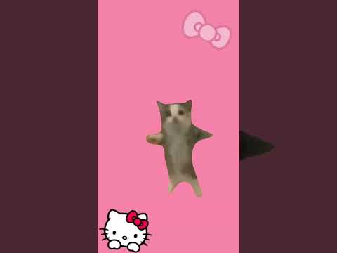 هابي هابي هابي