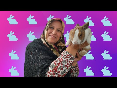 Video: Tavşan ırkı profili: Hollanda Cücesi