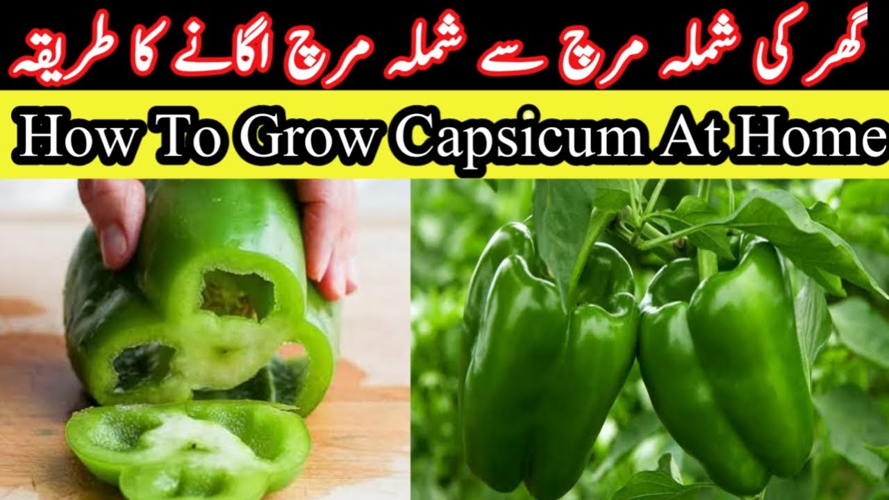 How to grow capsicum at home How to grow bell papper / shimla mirch