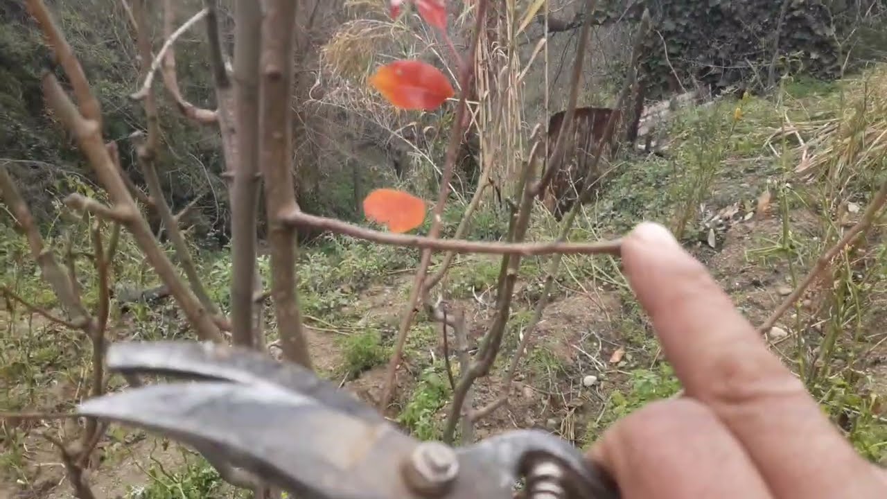 تقليم شجرة اجاص مع ارشادات حول البراعم التي تنتج لضمان جودة الانتاج