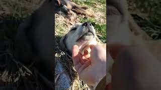 Annesi Terk Eden Yavru Köpek