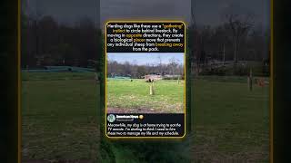 HOW HEELERS FLANK A HERD