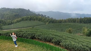 【開伙-地方特產】雲林草嶺苦茶油雞