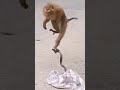 Monkey vs. snake