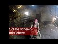 Schafe scheren mit Schere